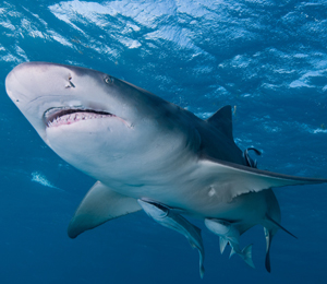 Key West Lemon Shark 