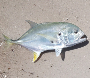 Key West Jack Crevalle