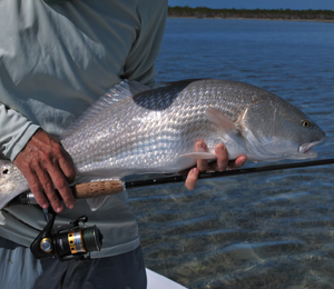 Key West Redfish