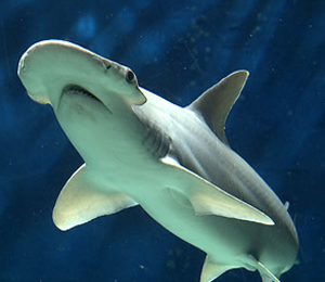 Key West Bonnethead Shark