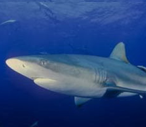 Key West Bull Shark