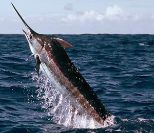 Key West Blue Marlin