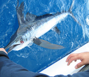 Key West White Marlin