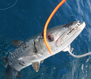 Key West Barracuda