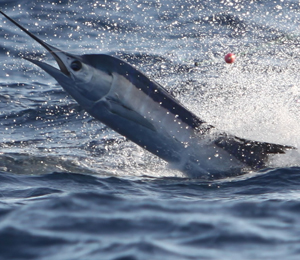 Key West Sailfish