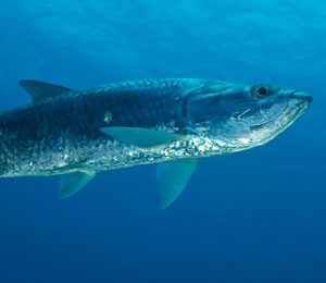 Key West Tarpon