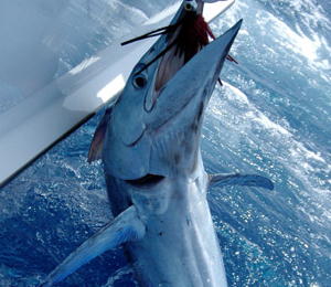Key West Billfish