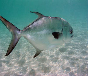 Key West Pompano