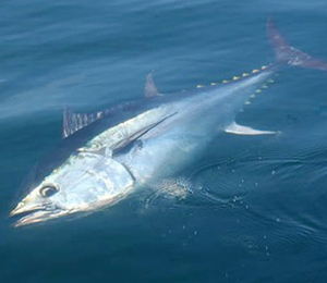 Key West Atlantic Bluefin Tuna