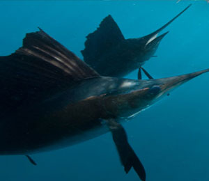 Key West Deep Sea Fishing