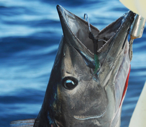 Fruitful January Fishing In Key West