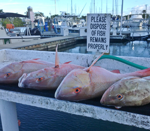 Tarpon Hit Cut Bait Hard In June