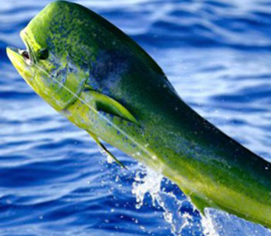 Mutton Snapper Spawn In June