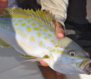 Mangrove Snapper Spawn In July