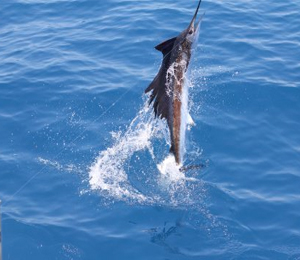 August Deep Sea Angling Picks Up