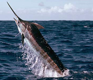 Key West Sportfishing